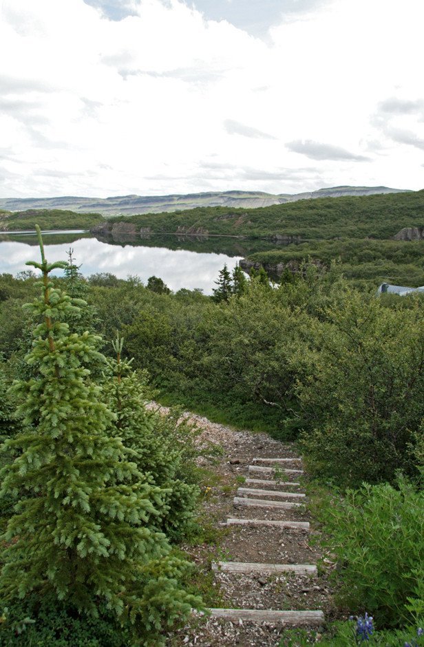 Í Jafnaskarðsskógi.