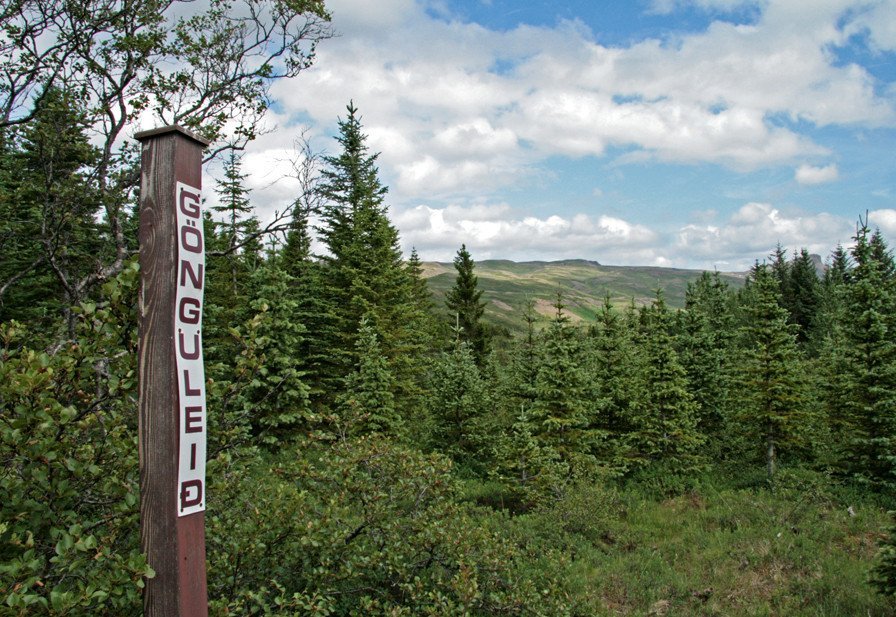 Gönguleið í Jafnaskarðsskógi.