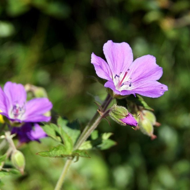 Mynd: Esther Ösp Gunnarsdóttir
