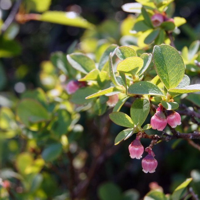 (Mynd: Esther Ösp Gunnarsdóttir)