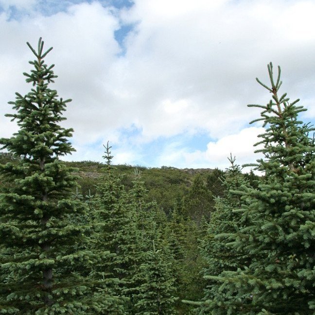 (mynd: Esther Ösp Gunnarsdóttir)