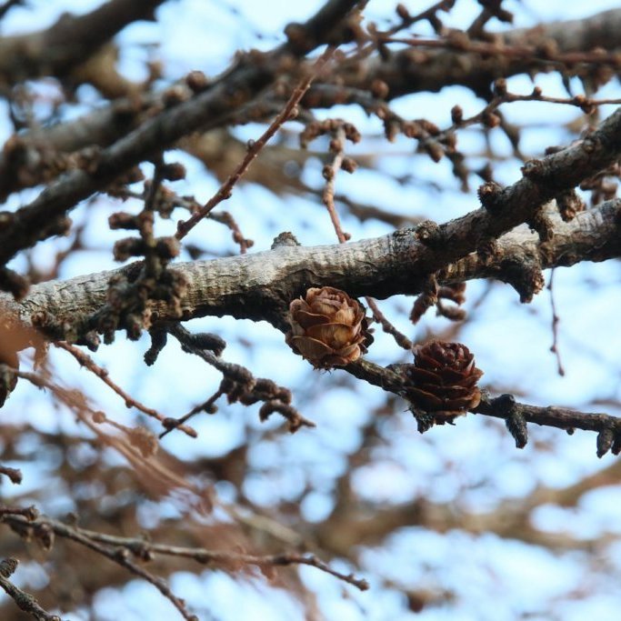Könglar á sifjalerki í Færeyjum. Ljósmynd: Pétur Halldórsson