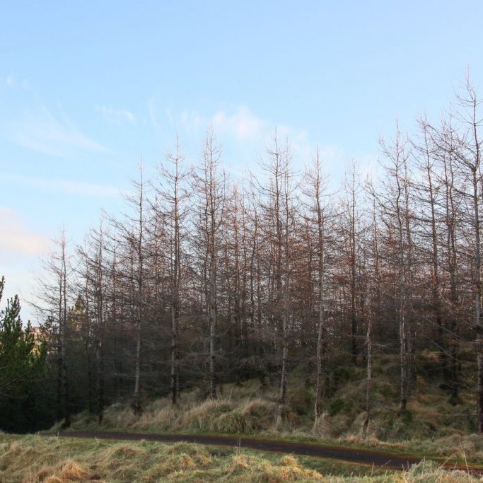 Sifjalerkilundur í Þórshöfn í Færeyjum. Mynd: Pétur Halldórsson