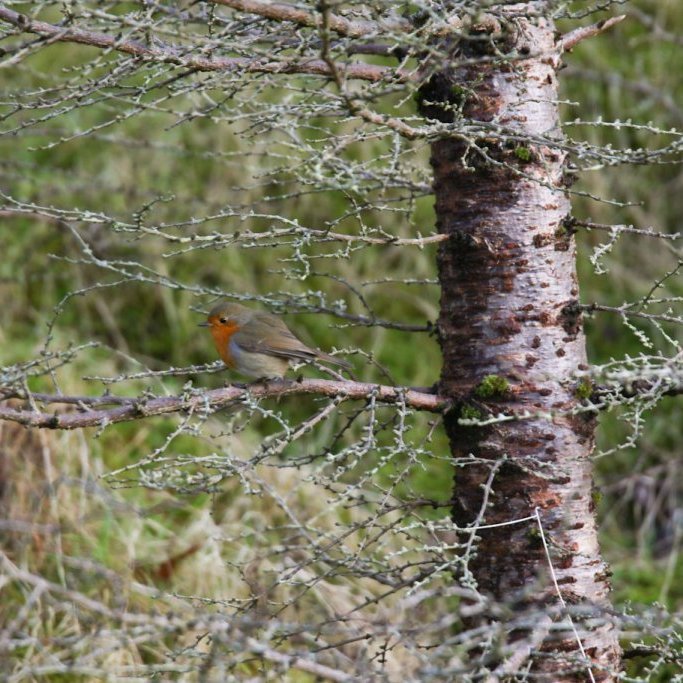Glóbrystingur á grein sifjalerkitrés í Færeyjum. Ljósmynd: Pétur Halldórsson