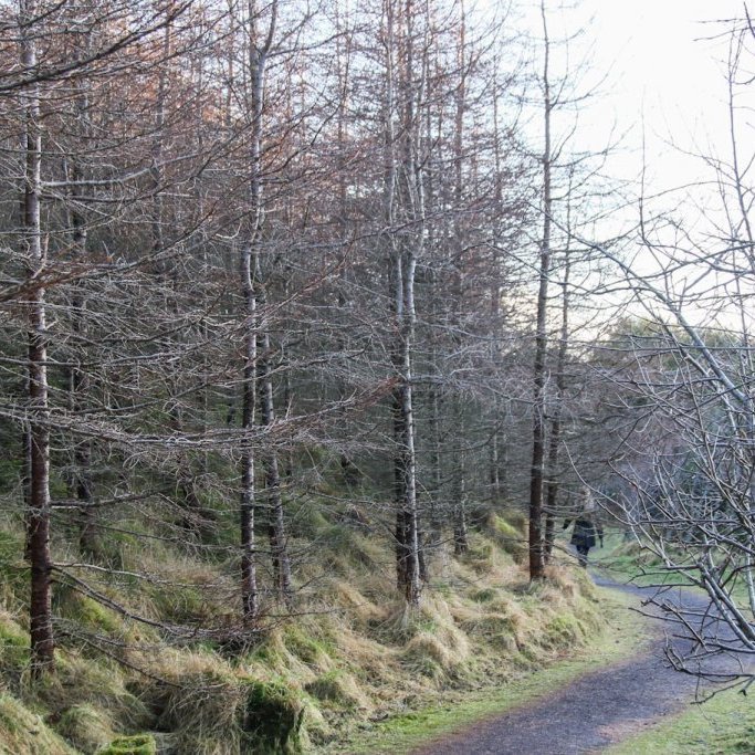 Sifjalerki (t.v.) í útivistarskógi Þórshafnarbúa í Færeyjum. Ljósmynd: Pétur Halldórsson