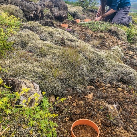 Christine Palmer við vinnu sína á mælireit. Ljósmynd: Bjarki Þór Kjartansson