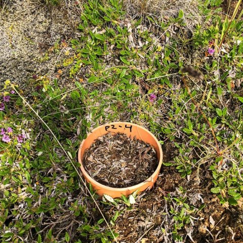 Mælireitur í ungum skógi. Ljósmynd: Bjarki Þór Kjartansson