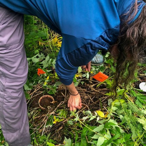Hugað að mælireit í gömlum birkiskógi: Ljósmynd: Bjarki Þór Kjartansson