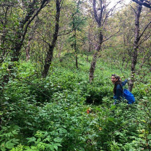 Christine Palmer við mælireit í gömlum birkiskógi. Ljósmynd: Bjarki Þór Kjartansson