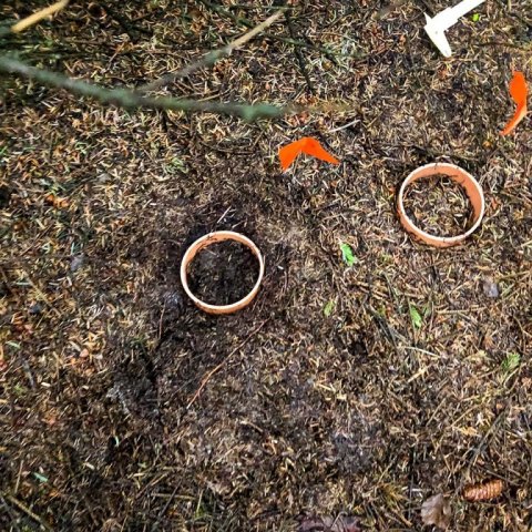 Mælireitur í eldri, þéttum greniskógi. Ljósmynd: Bjarki Þór Kjartansson