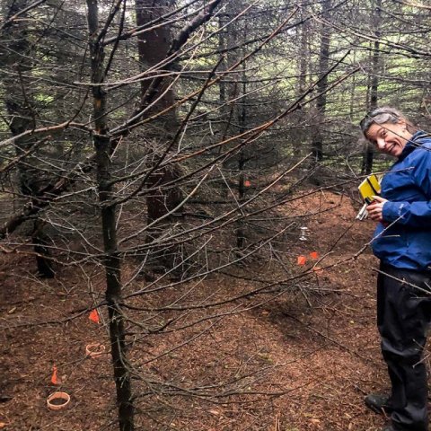 Christine Palmer við mælireit í eldri, þéttum greniskógi. Ljósmynd: Bjarki Þór Kjartansson