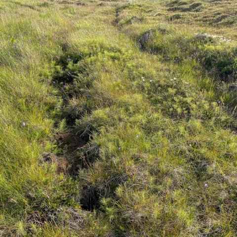 Þriggja ára TTS-herfing í grasmóa á Höfða á Völlum, Fljótsdalshéraði. Ljósmynd: Þröstur Eysteinsson