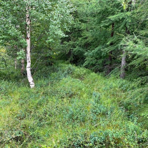 Í þessari rúmlega tvítugu TTS-herfingu sjást varla nokkur ummerki. Ljósmynd: Þröstur Eysteinsson