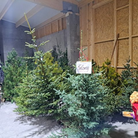 Jólakötturinn 2023-7. Ljósmynd: Þór Þorfinnsson