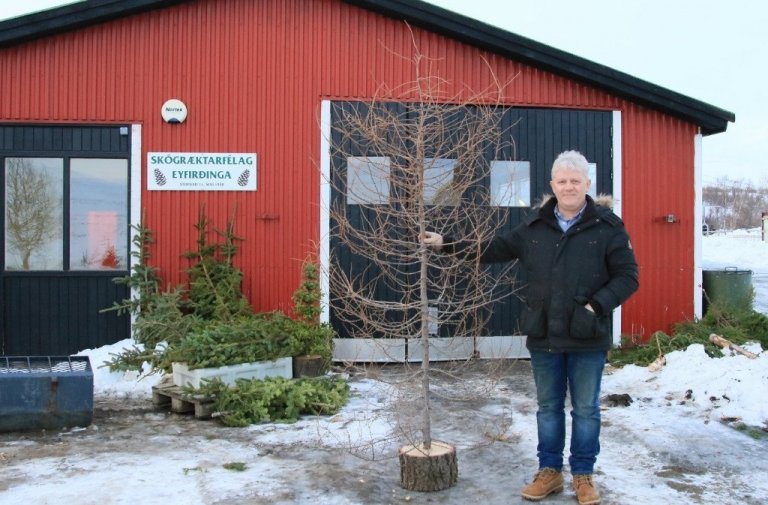 Ekki er endilega víst að jólatré þurfi alltaf að vera með barri. Hér er Ingólfur Jóhannsson, framkvæmdastjóri Skógræktarfélags Eyfirðinga, með fallegt mýralerki sem sómir sér vel bæði innan- og utandyra, þegar serían er komin á og kannski svolítið skraut með.