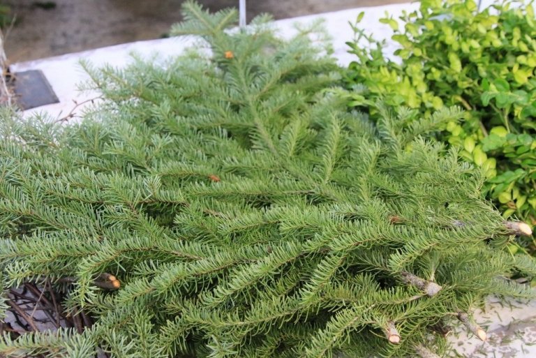 Greinar af íslenskum fjallaþin henta sérlega vel í jólaskreytingar og gefa góðan ilm á heimilið.