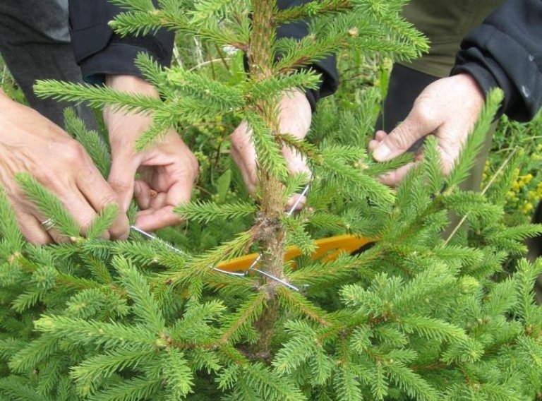 1. mynd. Marga galla í jólatrjám er hægt að laga með klippum, vír eða plastspelkum.