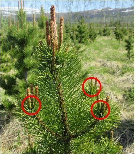 5. mynd. Á þessari stafafuru er óhætt að brjóta af aðalbrumunum á hliðargreinunum. 5. mynd. Á þessari stafafuru er óhætt að brjóta af aðalbrumunum á hliðargreinunum.