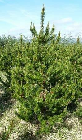 2. mynd. Brumbrot á efsta greinakaransi undanfarin 4 ár. 2. mynd. Brumbrot á efsta greinakaransi undanfarin 4 ár.