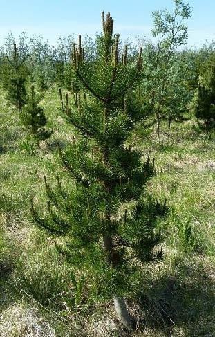 3. mynd. Brumbrot á öllum greinakrönsum undanfarin 4 ár. 3. mynd. Brumbrot á öllum greinakrönsum undanfarin 4 ár.