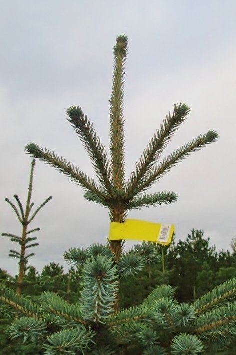 Mismunandi litir eru notaðir til að flokka trén sem valin eru til að höggva.