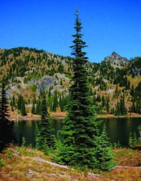Fjallaþinur við Crystal Lake í Mount Ranier þjóðgarðinum. Mynd: Walter Siegmund.