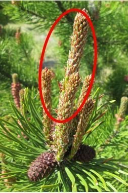 4. mynd. Við brumbrot á hliðargrein eru 2/3 af stærsta bruminu í miðjunni brotnir af.