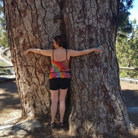 Edda knúsar kanaríeyjafuru (Pinus canariensis) á Tenerife