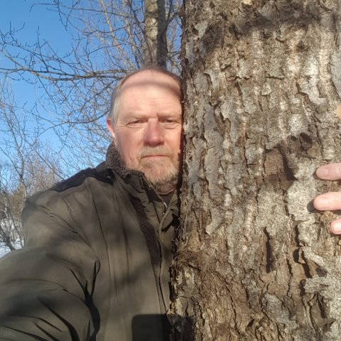 Þröstur og „jötunösp“