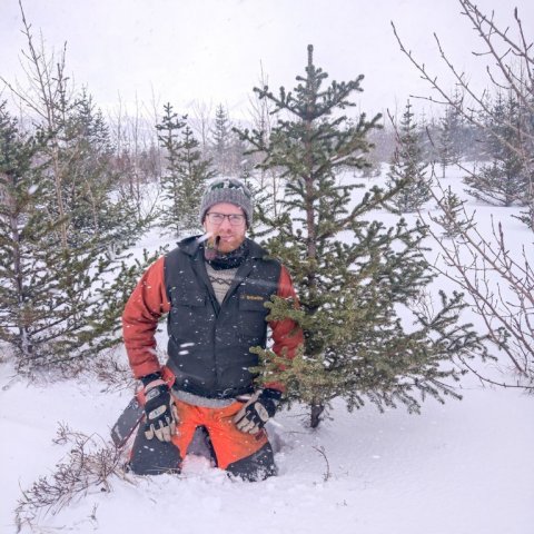 Kjetil hallar sér að ungu sitkagreni