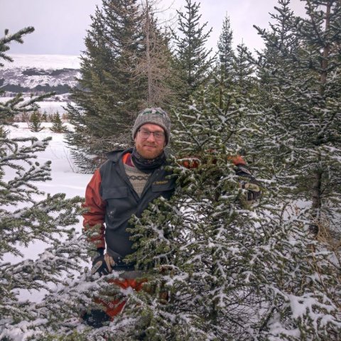 Kjetil og sitkagrenið