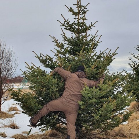 Trausti og sitkagrenið