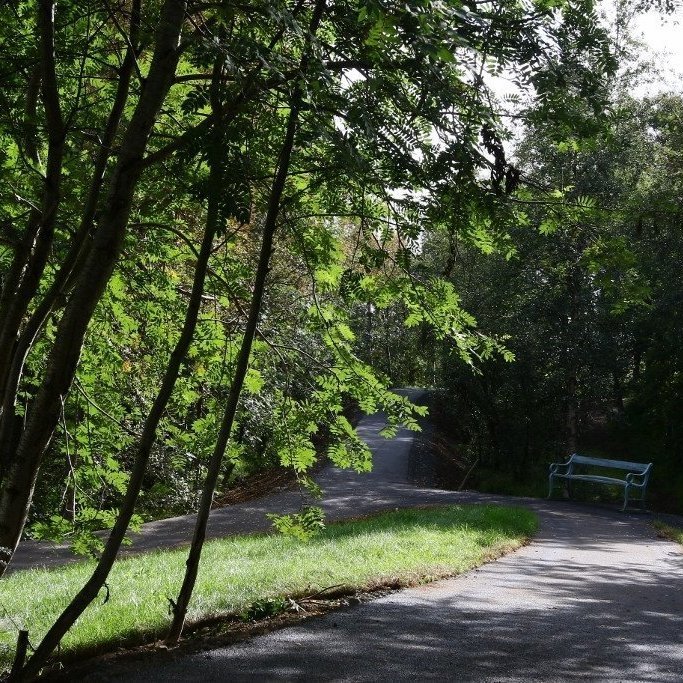 Malbikaði stígurinn í Kristnesskógi er um 330 metra langur og myndar skemmtilegan hring í skóginum rétt við húsgaflinn á Kristnesspítala. Ljósmynd: Pétur Halldórsson