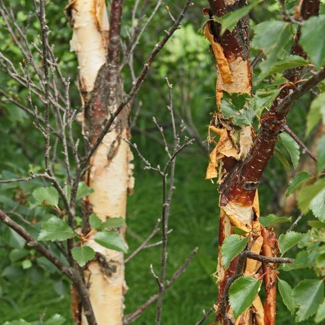 (mynd: Esther Ösp Gunnarsdóttir)