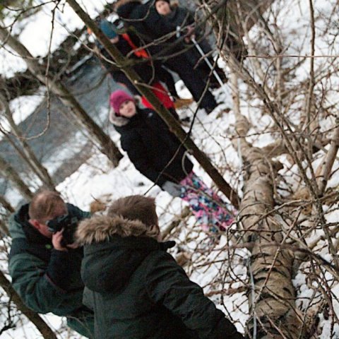 Öspin fallin. Ljósmynd: Ólafur Oddsson