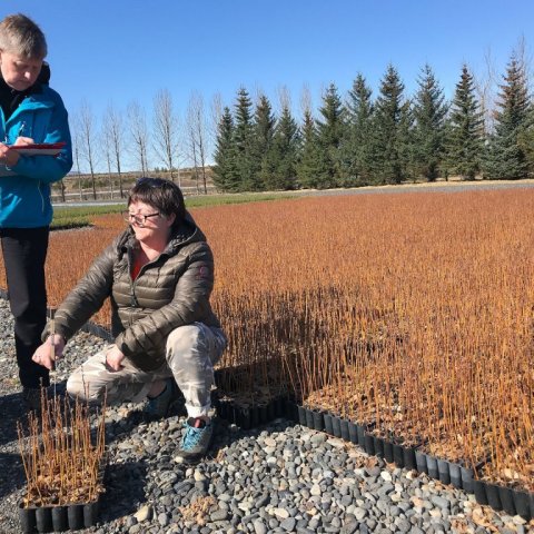 Valgerður Jónsdóttir og Hraundís Guðmundsdóttir mæla birki á útisvæði Kvistabæjar. Ljósmynd: Sigríður Júlía Brynleifsdóttir