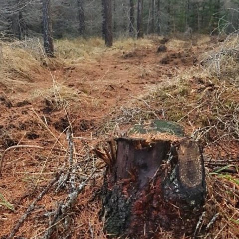 Skógarvegir verða greiðfærari ef rótarhnyðjur eru fjarlægðar. Ljósmynd: Þórveig Jóhannsdóttir
