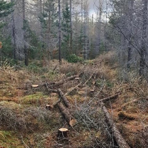 Hér hafa verið felld tré til að búa til akfæra leið um skóginn. Eftir er að fjarlægja drumba og rótarhnyðhjur svo jafna megi slóðina. Ljósmynd: Þórveig Jóhannsdóttir
