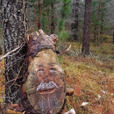 Kynjavera úr rótarhnyðju í fallegum lerki- og furuskógi að Mjóanesi á Héraði. Ljósmynd: Þórveig Jóhannsdóttir