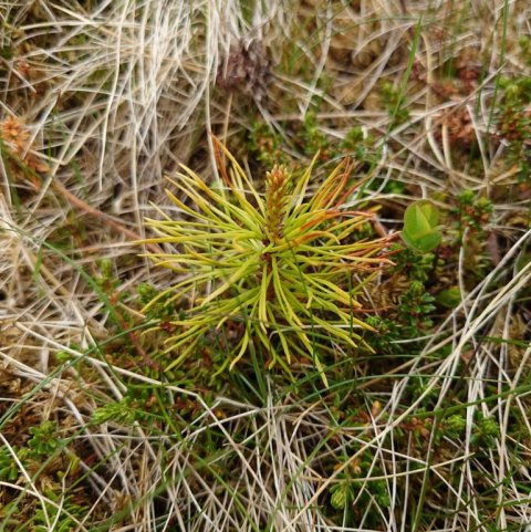 Stafafura, Pinus contorta. Ljósmynd: Jón Auðunn Bogason.