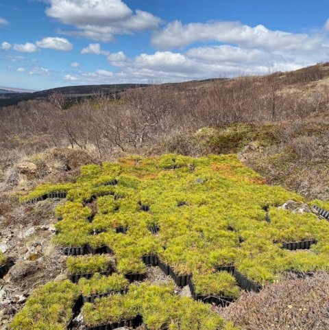 Land Life Stálpastaðir 11. Ljósmynd: Gísli Logi Logason og Guðný Ólafsdóttir