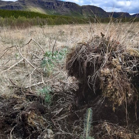 Land Life Þjórsárdalur 4. Ljósmynd: Jóhannes H. Sigurðsson