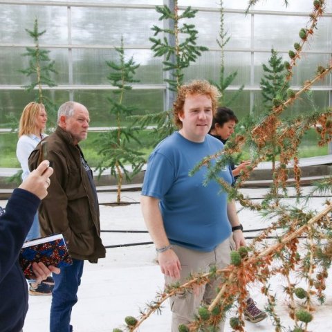 Litið á köngla í þroska. (Maturing cones of larch observed.) Ljósmynd/photo: Pétur Halldórsson. 
