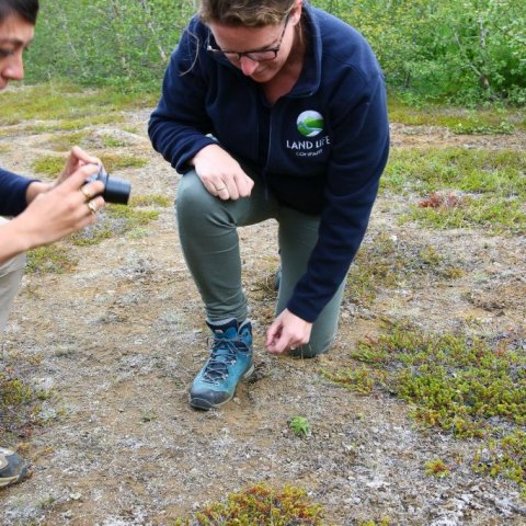 Kathleen Ceulemans og Willemijn Stoffels skoða sjálfsáða birkiplöntu (observing a self-sown birch plant). Ljósmynd/photo: Pétur Halldórsson