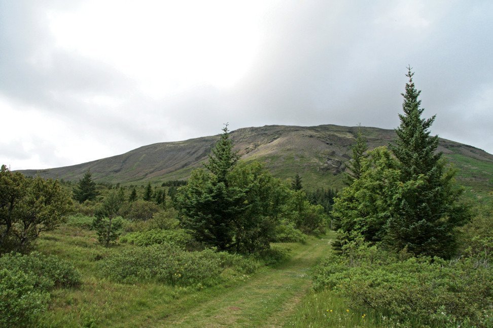 Í Laugarvatnsskógi.