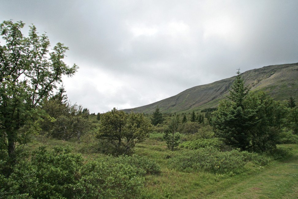 Í Laugarvatnsskógi.