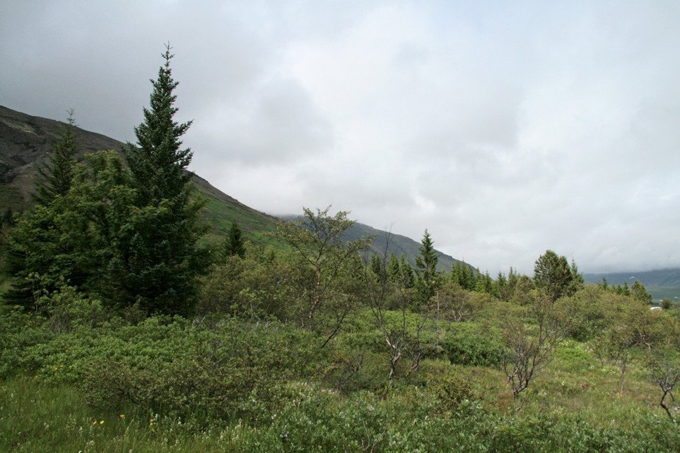 Í Laugarvatnsskógi.