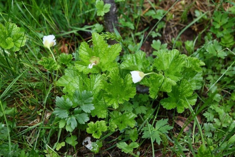 Moltuber eru dæmi um tegund sem vert væri að rækta á mörkum skógar og votlendis.<br />
Slíkar tegundir eru uppspretta fræðslu en líka möguleika til að vinna afurðir úr skóginum.