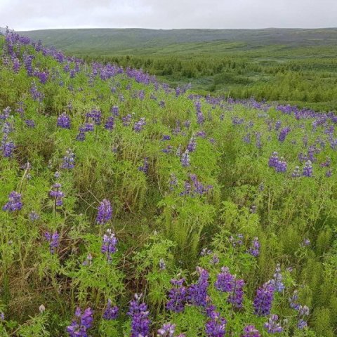 Hér var ógnarleg auðn fyrir fáum áratugum og moldrokið af Haukadalsheiði barst tugi eða hundruð kílómetra yfir byggðir Suður- og Suðvesturlands. Nú er staðan önnur.  Ljósmynd: Hreinn Óskarsson