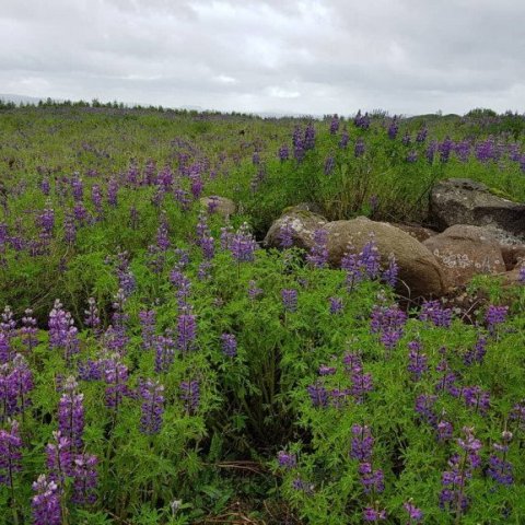 Hér verður á endanum skógur og gróskumikið gróðurlendi. Ljósmynd: Hreinn Óskarsson